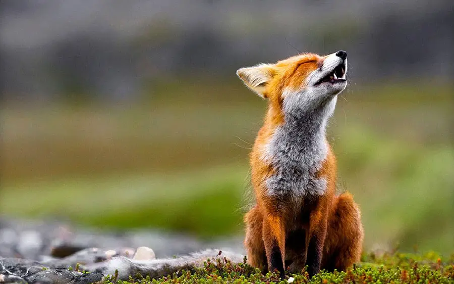 جذاب ترین تصاویر گرفته شده از  روباه های وحشی