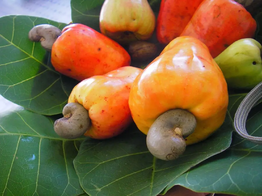 میوه خوشرنگ بادام هندی با پوست سمی روی برگ های پهن و سبز