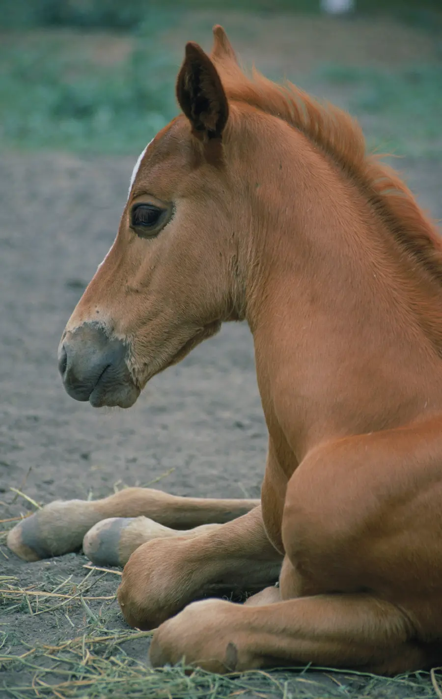 عکس اسب در مستند حیات وحش