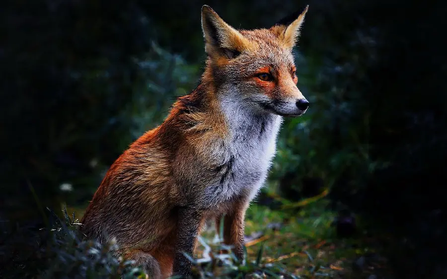 پربازدیدترین والپیپر از روباه برای چاپ‌ برچسب پشت لپتاپ 