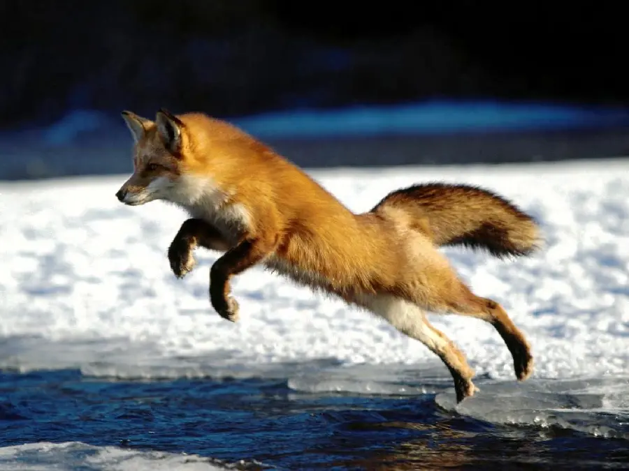 پرکاربردترین عکس روباه درحال پریدن برای استفاده در کلیپ های مستند