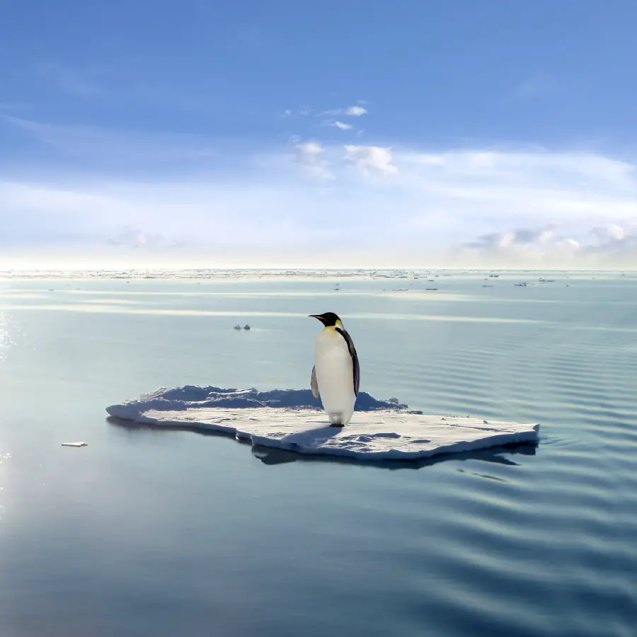 عکس پنگوئن در مستند حیات وحش