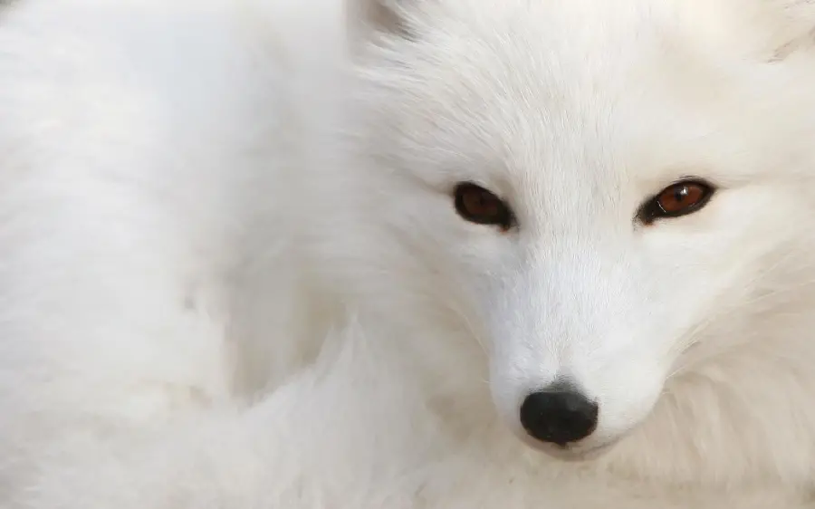 تصویر استوک روباه برفی دوست داشتنی با موهای سفید 