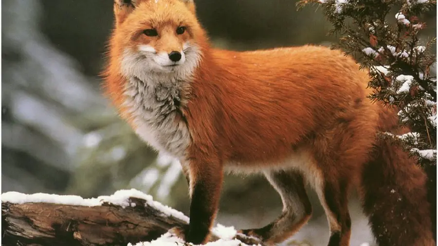 عکس پروفایل روباه برای فضاهای مجازی با وضوح عالی 