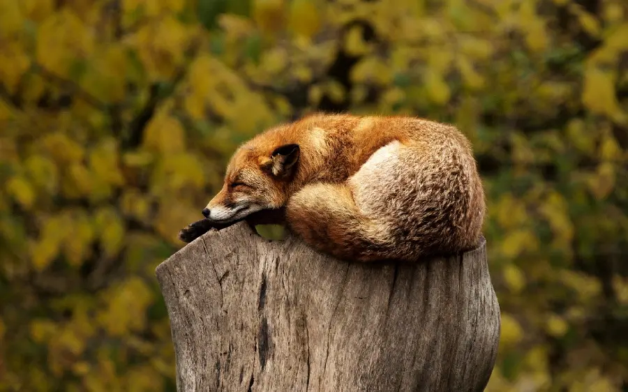 تصویر استوک خیره کننده 4K از روباه خوابیده 