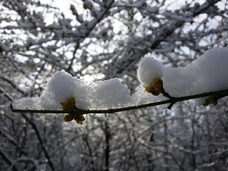 عکس پروفایل زمستان از برف نشسته روی شکوفه های زغال اخته