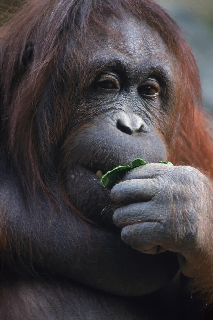 عکس میمون در مستند حیات وحش