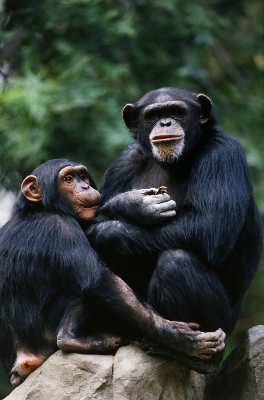 عکس شامپانزه در مستند حیات وحش