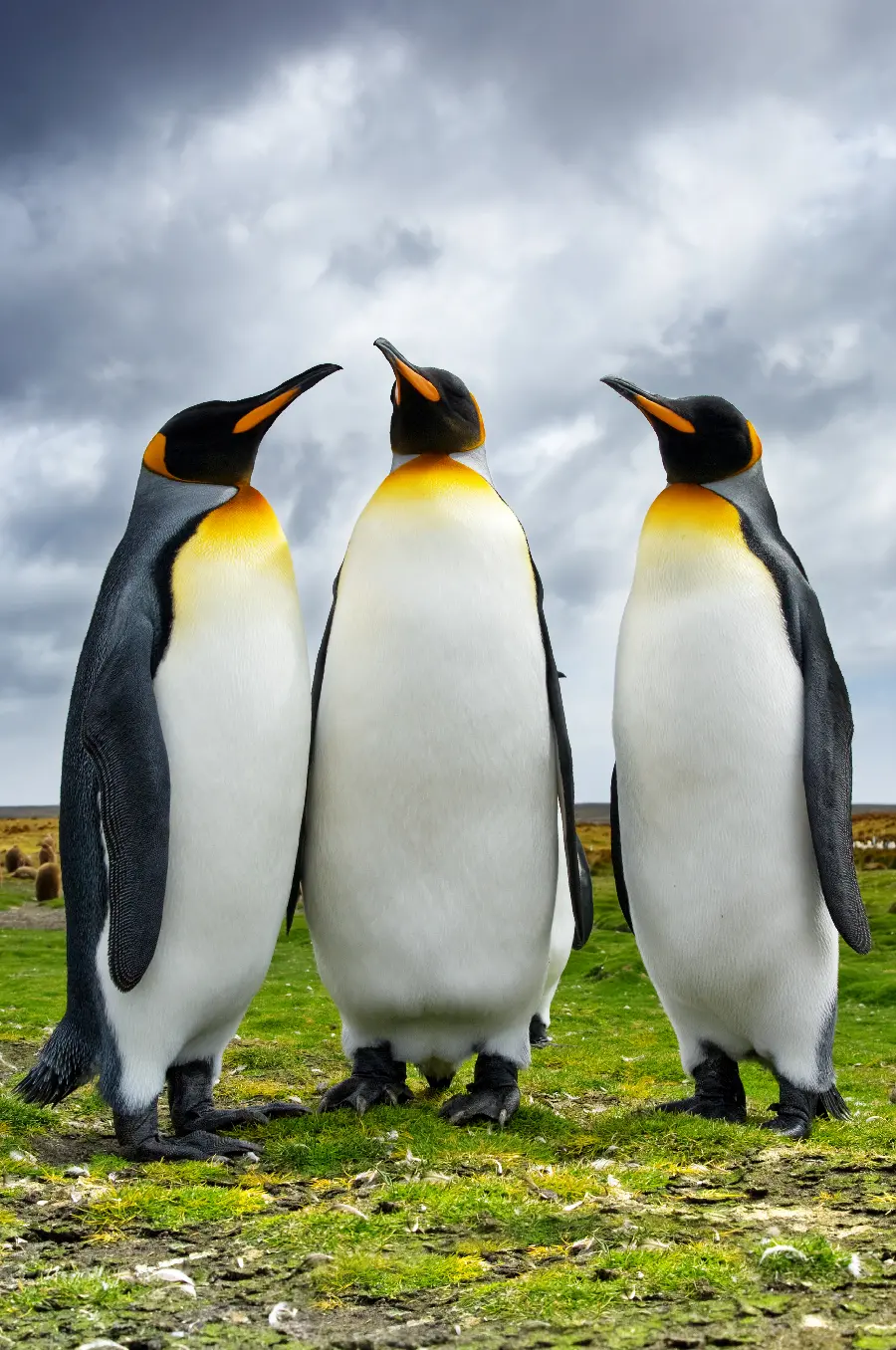 عکس حیوان پنگوئن و حیوانات پنگوئن