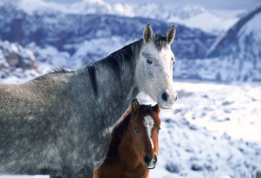 عکس اسب زیبا در مستند حیات وحش