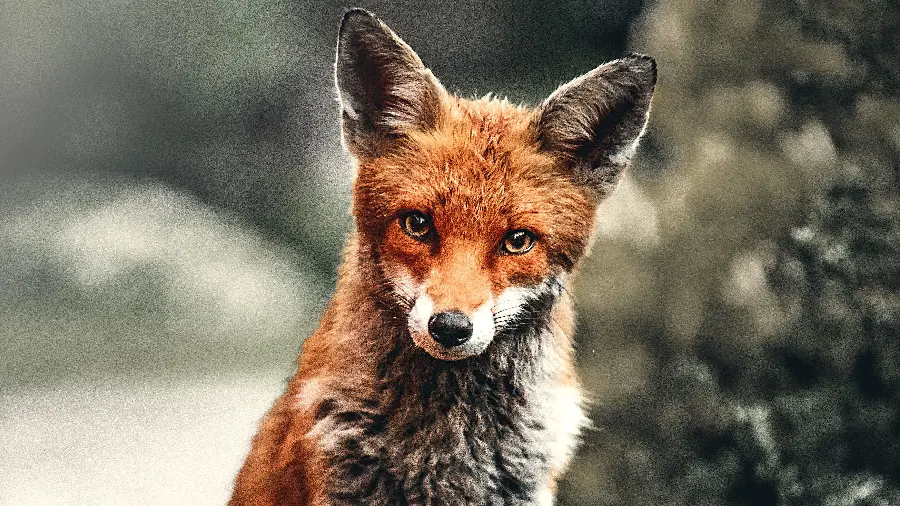 دانلود عکس پس‌ زمینه بسیار زیبای روباه سرخ با کیفیت بالا 