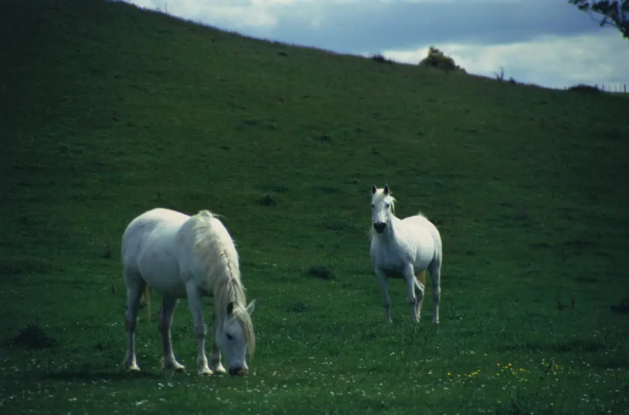 اسب های سفید و زیبا در مستند حیات وحش