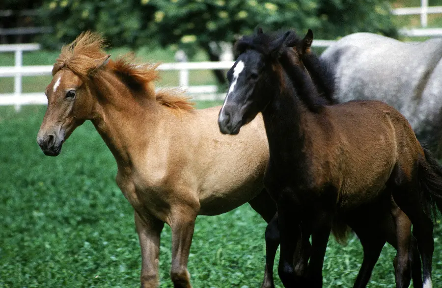 اسب های زیبا در مستند حیات وحش