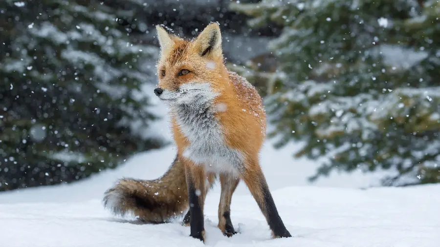 عکس استوک 4K روباه زیر بارش گلوله های ریز و ناز برف