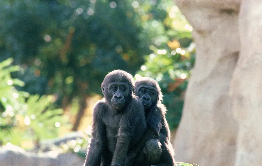 عکس خانواده میمون ها در مستند حیات وحش
