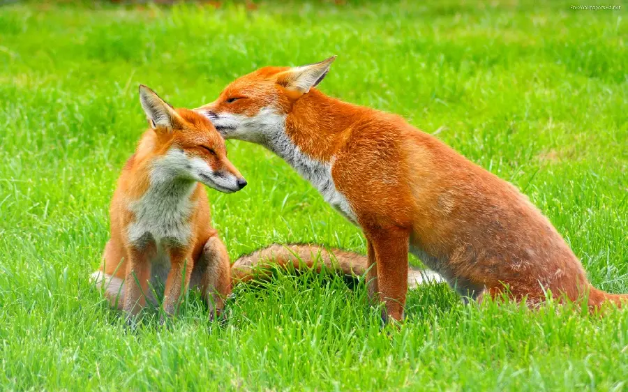 والپیپر رمانتیک یک جفت روباه عاشق در سبزه زارها