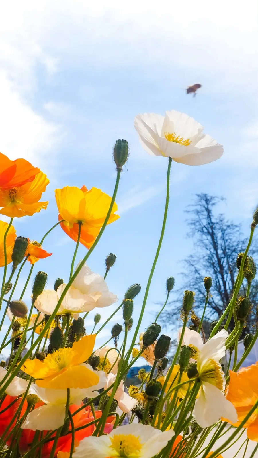عکس گل‌های بهاری از نزدیک