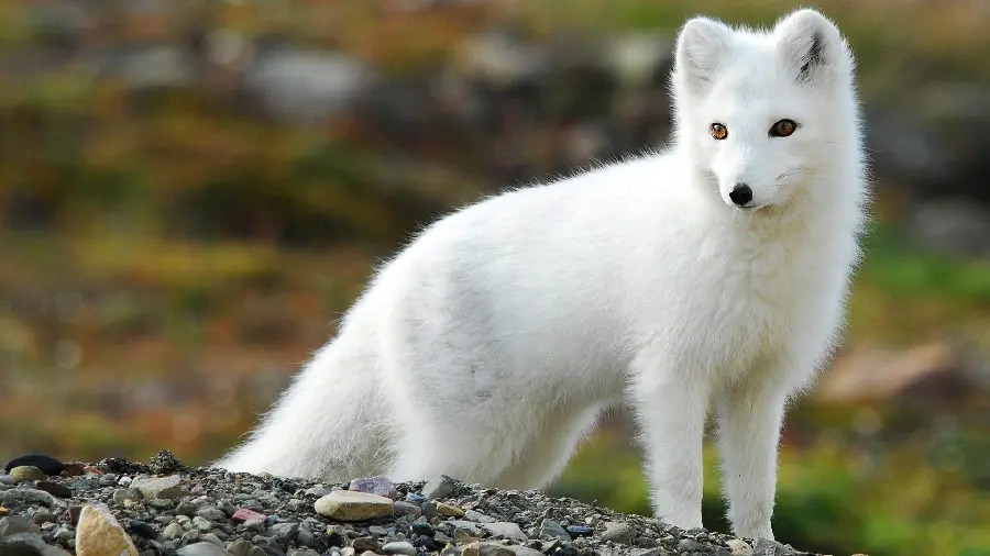 دانلود پس زمینه زیبا از روباه قطبی برای طرفداران این گونه در طبیعت