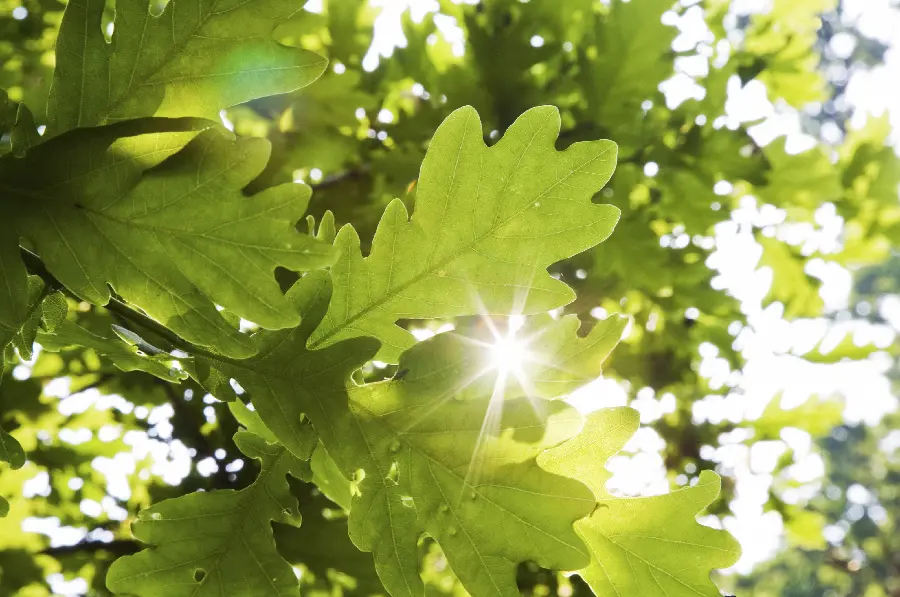 عکس منظره تابستانی برای پروفایل