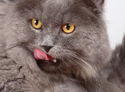 والپیپر گربه ی بریتانیایی خاکستری بسیار زیبا