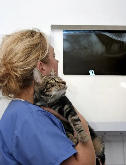 تصویر استوک پرکاربرد از گربه در دامپزشکی ها