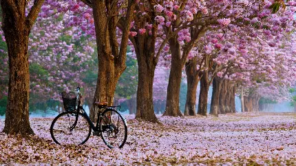تصویر زمینه رمانتیک و عاشقانه فصل بهار و شکوفه‌های صورتی