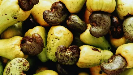 عکس دیدنی بادام هندی از درختی با میوه های زنگوله مانند