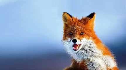 تصویر روباه سرخ از گونه های معمولی و فراوان در زمینه فولو