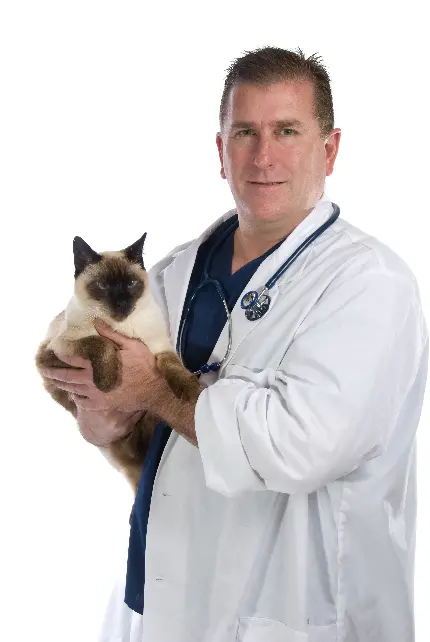 تصویر گربه در آغوش یک دامپزشک برای چاپ با کیفیت بالا