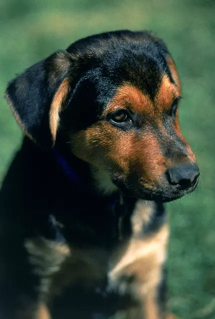 عکس توله سگ در مستند حیات وحش